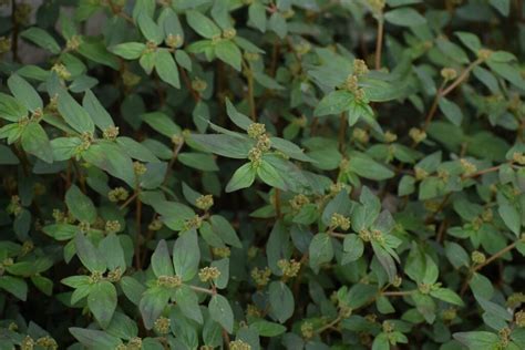 All About Spurge Weed - Minneopa Orchards