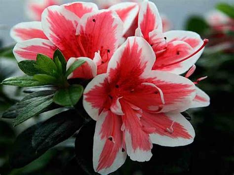 Как ухаживать за комнатным цветком азалия в домашних условиях