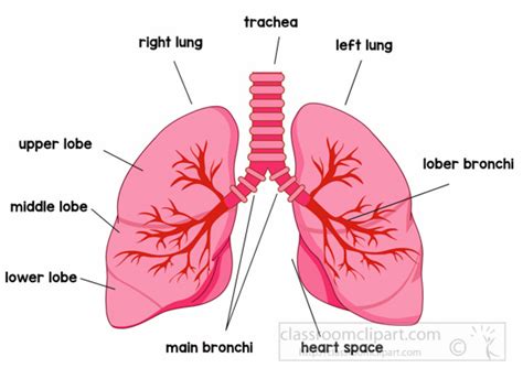 Anatomy Clipart- anatomy-lungs-labeled-clipart - Classroom Clipart