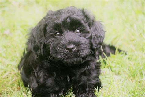 Beautiful black mini and medium... - Aussie Labradoodle