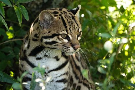 El Regreso Del Tercer Mayor Felino De América Liberaron A La Primera