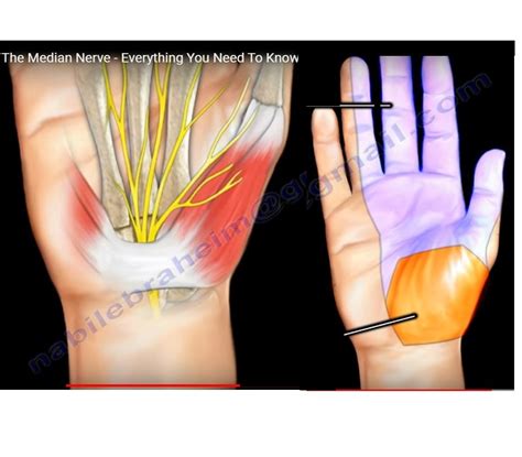 Median Nerve Hand