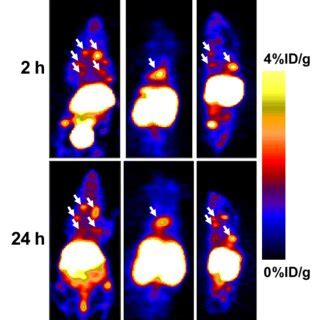 Representative Coronal Pet Images Of An Athymic Nude Mouse Bearing