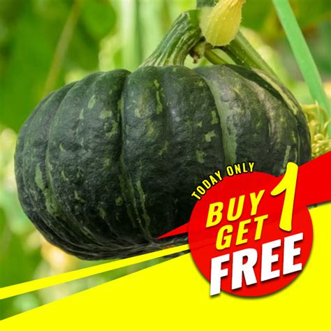 Squash Kabocha Seeds - Japanese Squash Seeds - Squash Seeds - Heirloom Squash Seeds - Rare Seeds ...