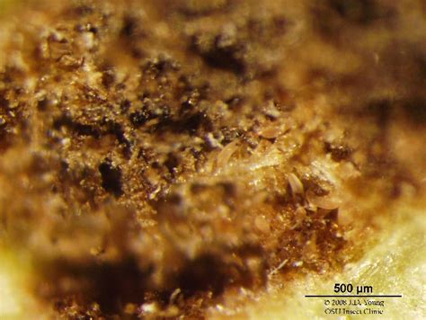 Pear leaf blister mite | College of Agricultural Sciences