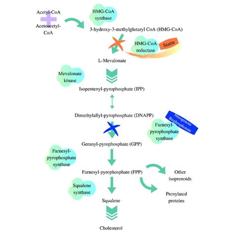 | HMG-CoA reductase pathway. Adapted from van Beek et al. (2003 ...