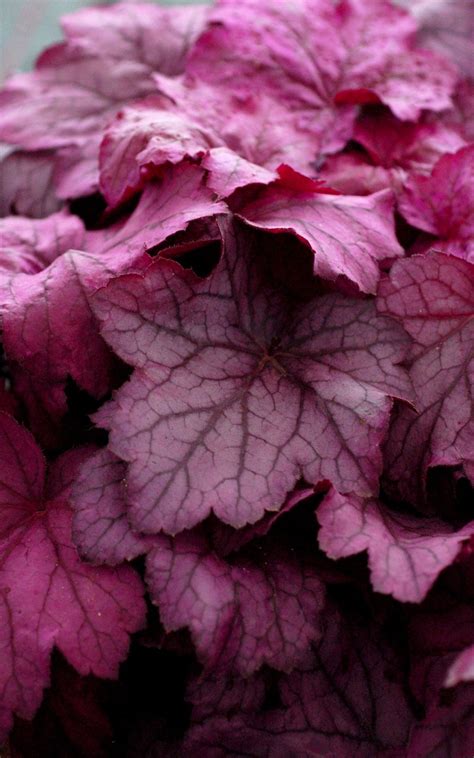 Гейхера Джорджия Плам (29 фото) » НА ДАЧЕ ФОТО