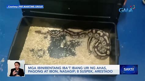 Mga Ibinibentang Iba T Ibang Uri Ng Ahas Pagong At Ibon Nasagip 8