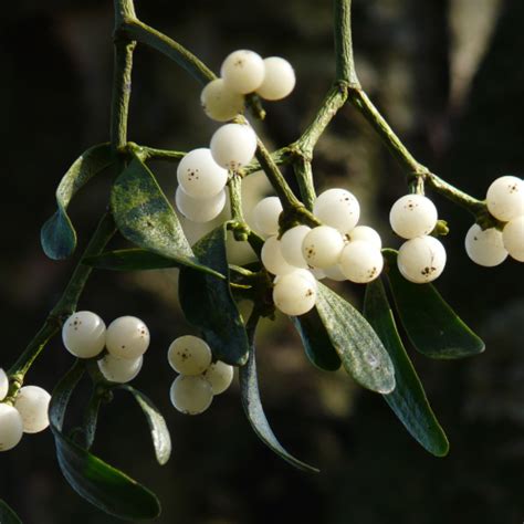 Mistletoe Cancer Elizabeth Blackwell Institute For Health