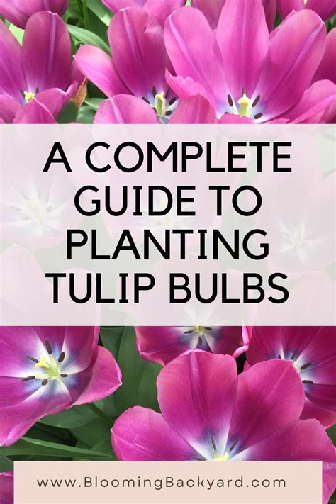 How To Plant Tulip Bulbs & Tips For Long-Lasting Blooms