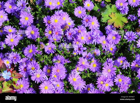 flower bed background Stock Photo - Alamy