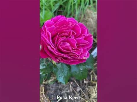 Роза Кейт/ rose Kate #розарий #розы #садоводство #цветы #roses - YouTube