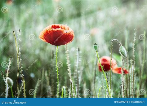 Papoila De Milho Vermelha Rhoeas Do Papaver No Prado Foto De Stock