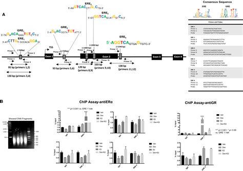 Glucocorticoid Inhibition Of Estrogen Regulation Of The Serotonin