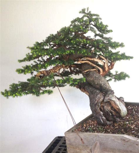 Urban Dori Bonsai With Bjorn Bjorholm Stone Lantern