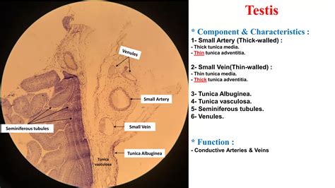 Histology (histology of cardiac muscle and blood vessels) | PPT