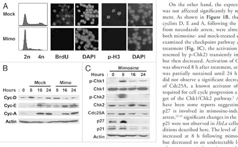 Mimosine Arrests Cell Cycle Progression In G In Hela Cells A Hela