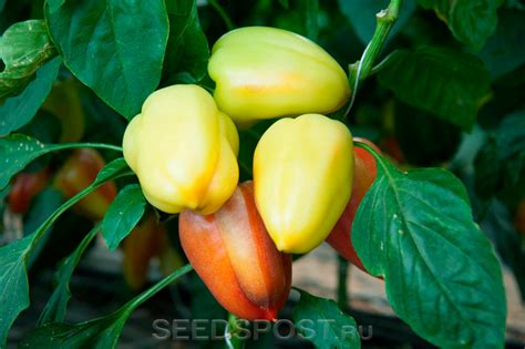 Перец сладкий Эривань F1 Элит мини, 20 шт. Профессиональная упаковка ...