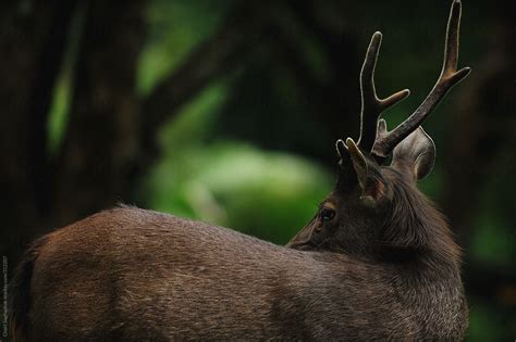 "Sambar Deer." by Stocksy Contributor "Chalit Saphaphak" - Stocksy