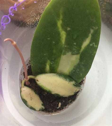 HoyaHeads: Хойя verticillata (acuta) variegata
