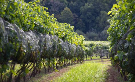 WagJag: Up to 48% off a Vineyard Tour and Tasting from Niagara College ...