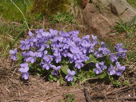 Viola odorata (Common Violet, Devon Violet, English Violet, Florist's ...