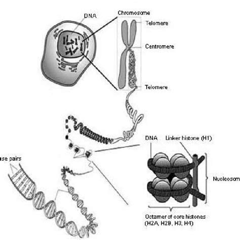 (PDF) Chromatin histones & epigenetic tags