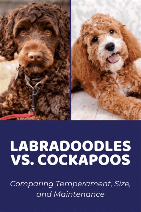 Labradoodle Size Charts for Mini, Medium, and Standard Labradoodles ...