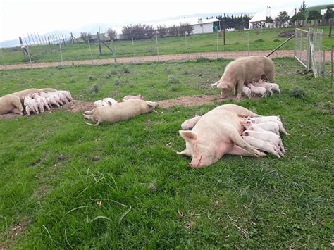 Pig Farming The Complete Guide For The Beginner Farming South Africa