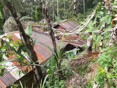 Dampak Angin Kencang Pohon Tumbang Hantam Rumah Warga Di Silungkang