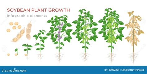 Soybean Plant Growth Stages