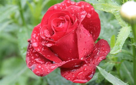 Imagenes De Flores Con Gotas De Agua