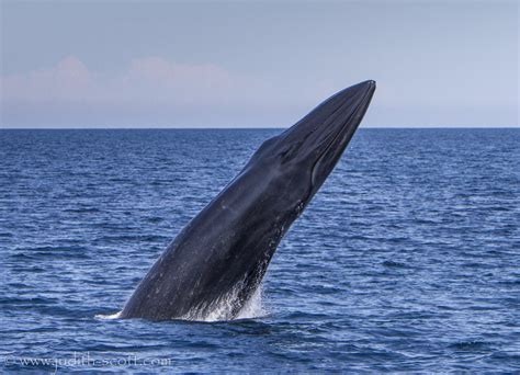 Blue Whale Breaching By Boat