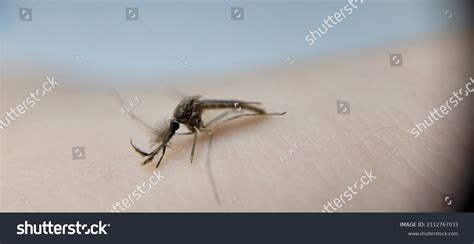 Mosquito Sits On Human Skindangerous Malaria Stock Photo