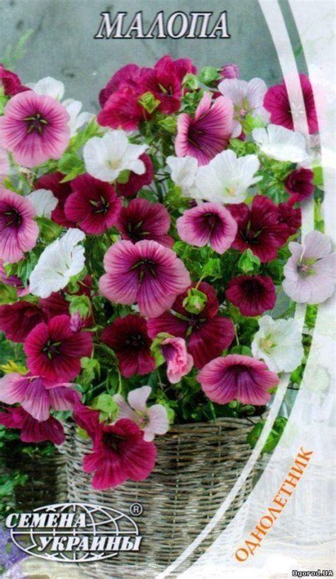 Малопа ТМ "Семена Украины" 1г купить почтой в Одессе, Киеве, Украине ...