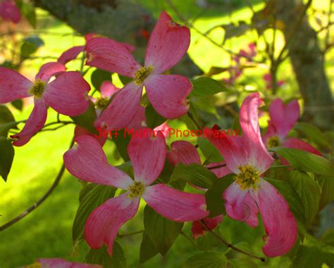 Dogwood Tree Flower | Dogwood tree flower, Dogwood trees, Flowers