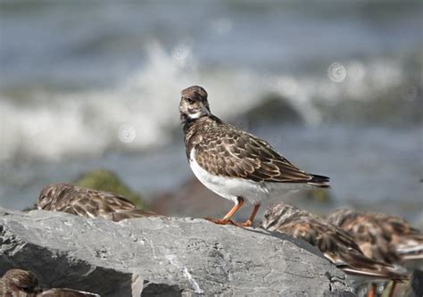 Oosterschelde Door Arjan Van Lomwel Goes Steenlopertje Omroep