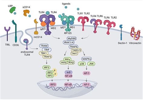 Frontiers The Intriguing Role Of TLR Accessory Molecules In