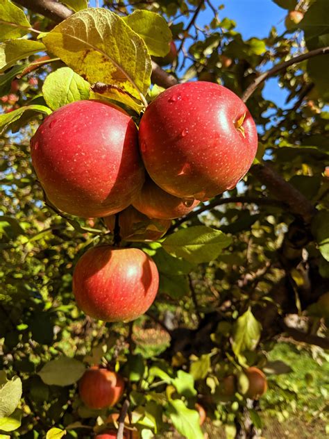 Top 5 Apple Orchards To Visit This Fall Artofit