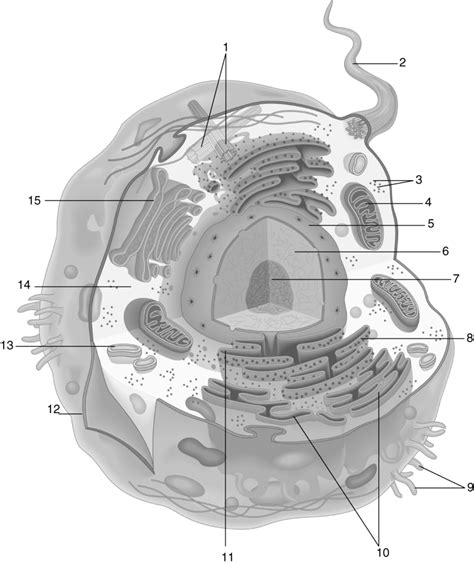 Ch 4 Animal Cell Diagram Openstax 42 Diagram Quizlet