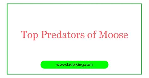 5 Top Predators of Moose that Eat Moose - FactsKing.com