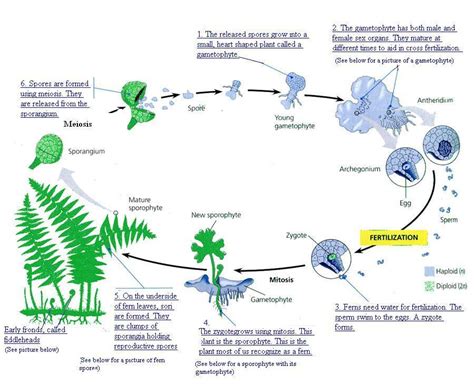 Fern Life Cycle Labeled