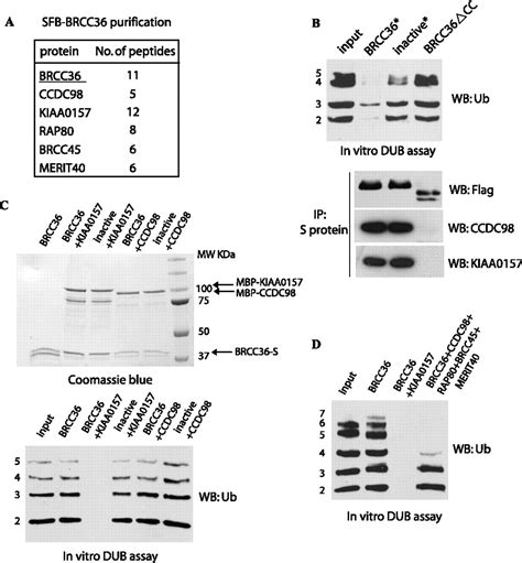 The Lys63 Specific Deubiquitinating Enzyme Brcc36 Is Regulated By Two Scaffold Proteins