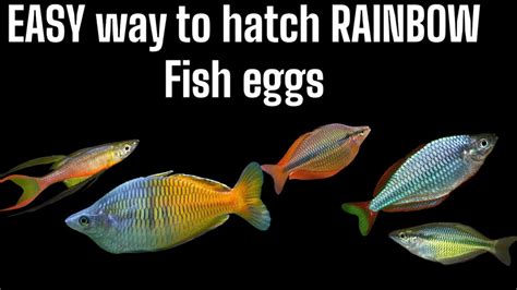 Easy Way To Hatch Rainbow Fish Eggs And Raise The Fry Youtube