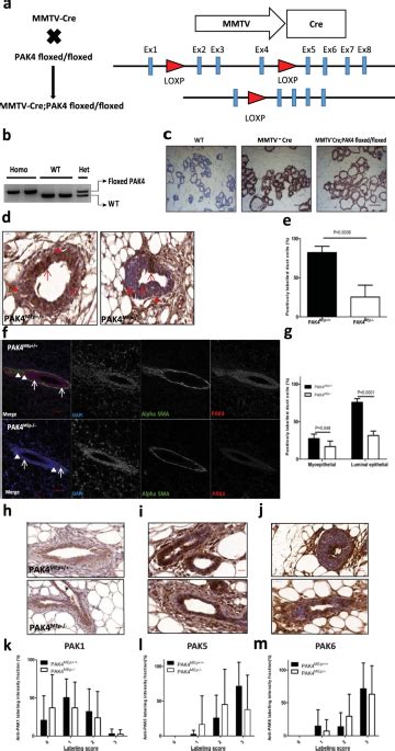 Normal Mammary Gland Development After MMTV Cre Mediated Conditional