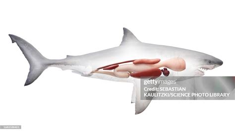 Sharks Internal Organs Illustration High Res Vector Graphic Getty Images