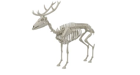 Deer Skeleton 3D - TurboSquid 1158028