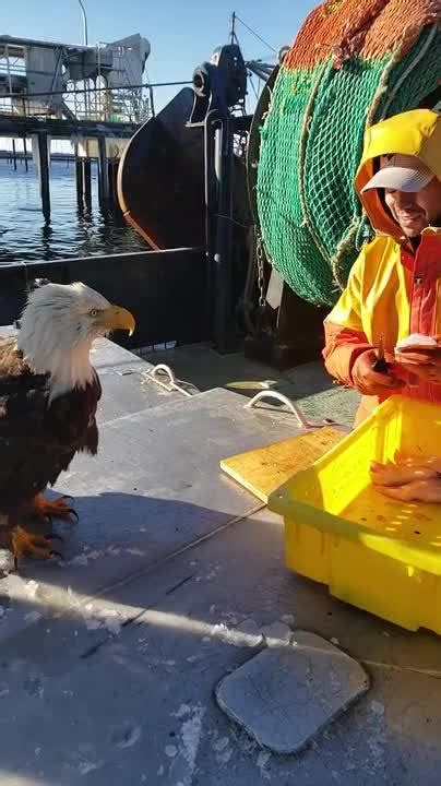 Eagle Steals Fish From Fisherman Jukin Licensing