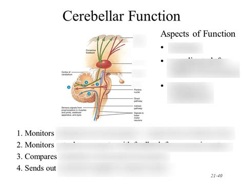 Biol 235 Chapter 16 Proprioception To Medical Terminology Diagram Quizlet