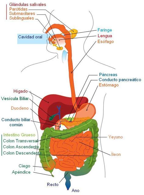 Lamina Del Sistema Digestivo Para Imprimir Imagui